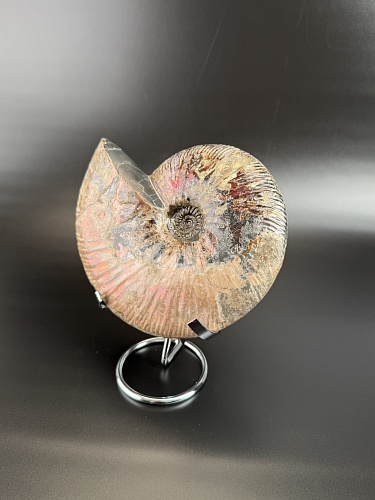 Аммонит Deshayesites  170х150 мм