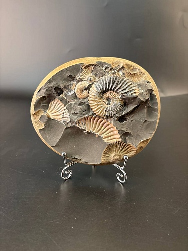 Аммонит Deshayesites volgensis образец 155х125 мм