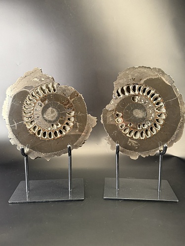 Аммонит Speetoniceras versicolor ПАРА 29х26 см 