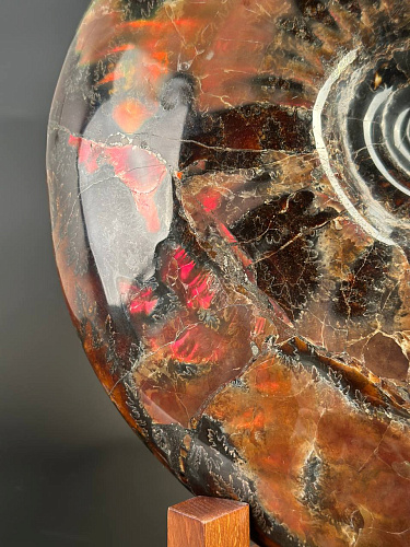 Аммонит Craspedodiskus discofalkatus красный перламутр 