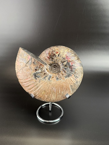 Аммонит Deshayesites  170х150 мм