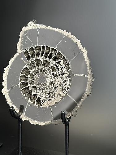 Аммонит Speetoniceras versicolor ПАРА 27х24 см 