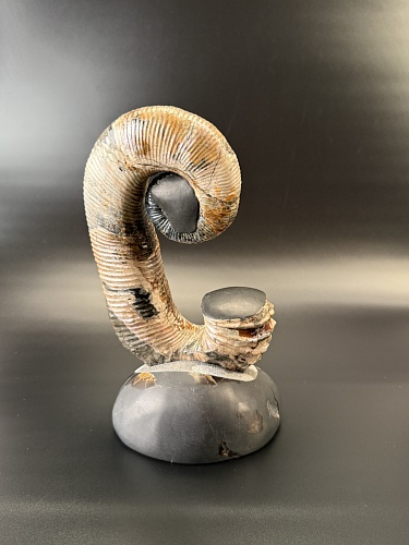 Развернутый аммонит Audouliceras 240х120х100 мм