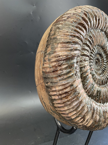 Аммонит Speetoniceras subinversum 310х270 мм