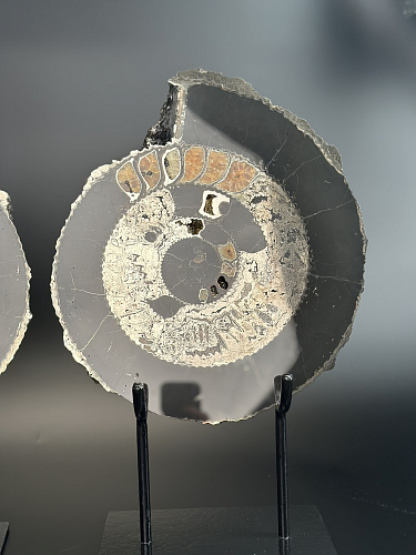 Аммонит Speetoniceras versicolor ПАРА  35х30 см