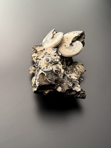 Аммонит Deshayesites volgensis 120х72 мм