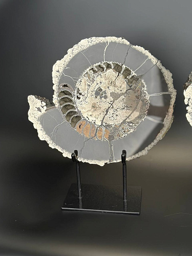 Аммонит Speetoniceras versicolor ПАРА 40х35 см