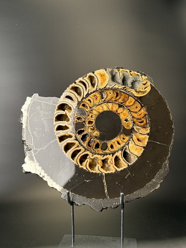 Аммонит Speetoniceras versicolor ПАРА 33х31 см