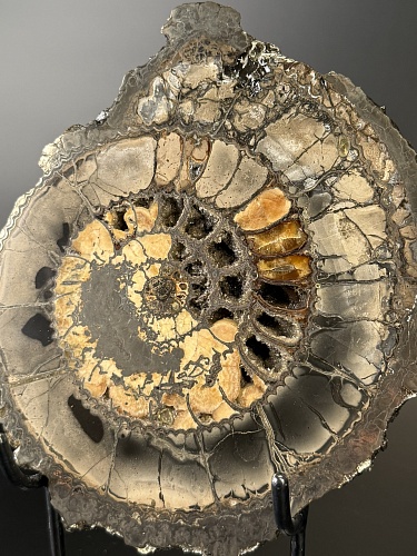 Аммонит Speetoniceras versicolor ПАРА 18х16 см