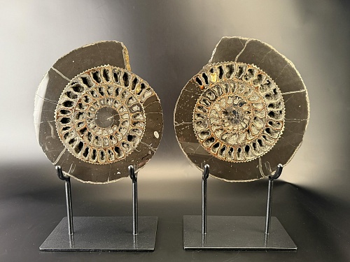 распил аммонита Speetoniceras versicolor ПАРА 30x26 см