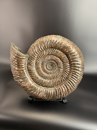 Аммонит Speetoniceras versicolor 49х40х15 см