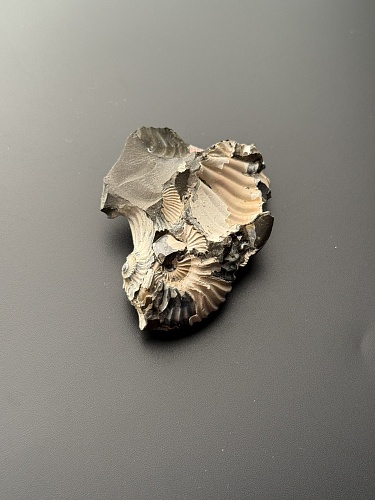 Аммонит Deshayesites volgensis 69х43 мм