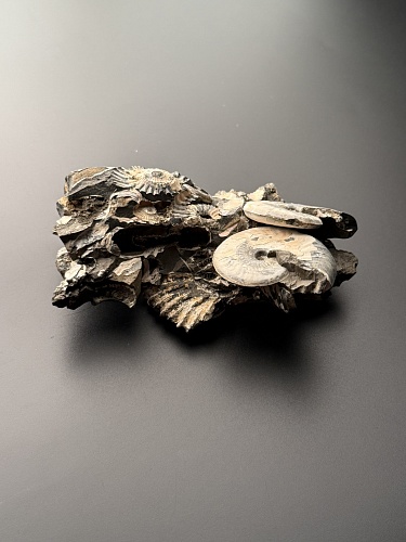 Аммонит Deshayesites volgensis 120х72 мм