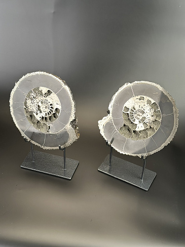 Аммонит Speetoniceras versicolor ПАРА 24х21 см