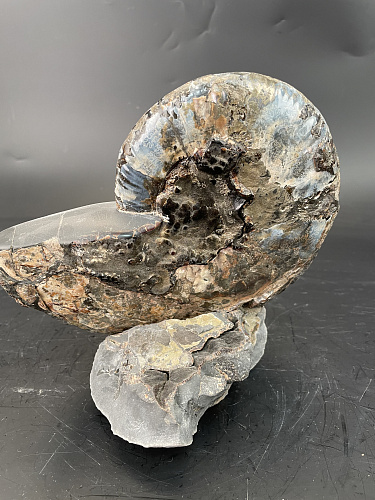 Аммонит Paradeshayesites sp. 200х150 мм