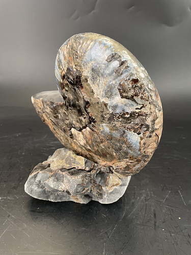 Аммонит Paradeshayesites sp. 200х150 мм