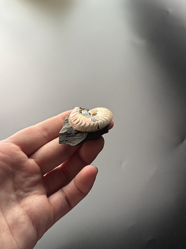 Аммонит Aconeceras trautscholdi 37х31 мм