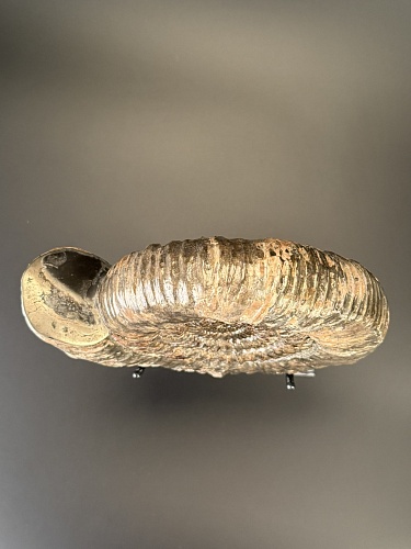 Аммонит Speetoniceras versicolor 22х20 см