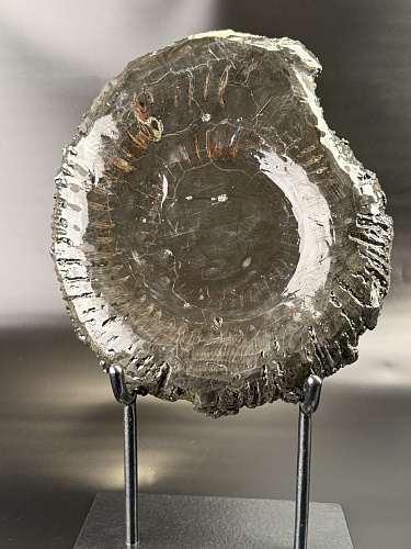 Аммонит Speetoniceras versicolor распил 30х27 см