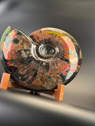 Аммонит Craspedodiskus discofalkatus красный перламутр 