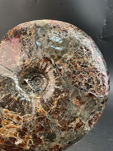 Аммонит Craspedodiskus discofalkatus  290х250 мм