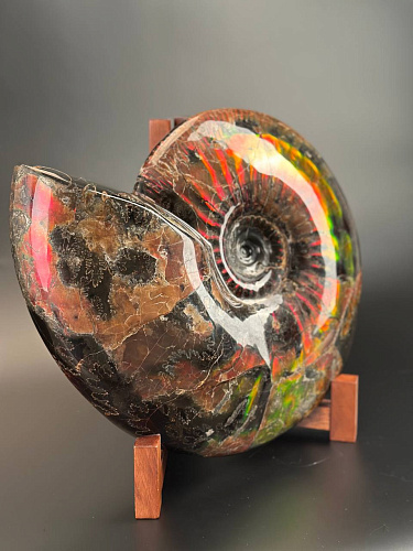 Аммонит Craspedodiskus discofalkatus красный перламутр 