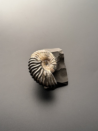 Аммонит Deshayesites volgensis 43х35 мм