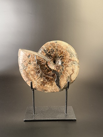 Аммонит Deshayesites  210 х160 мм