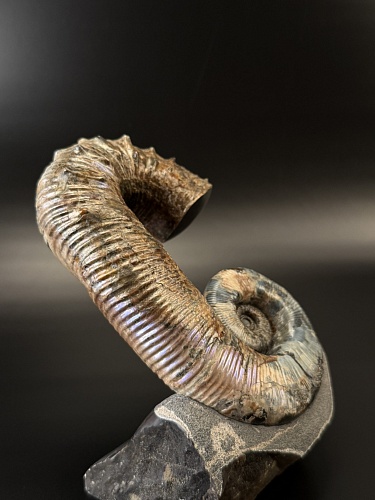 Развернутый аммонит Audouliceras 180х130х80 мм
