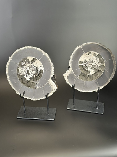 Аммонит Speetoniceras versicolor ПАРА 24х21 см