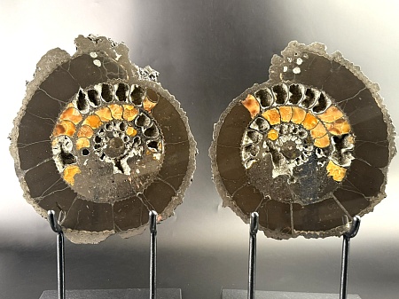 Аммонит Speetoniceras versicolor ПАРА 31х26 см
