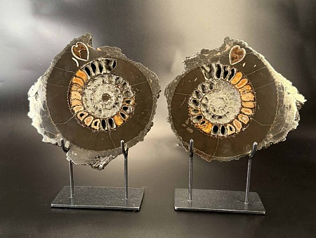 Аммонит Speetoniceras versicolor ПАРА 24х23 см