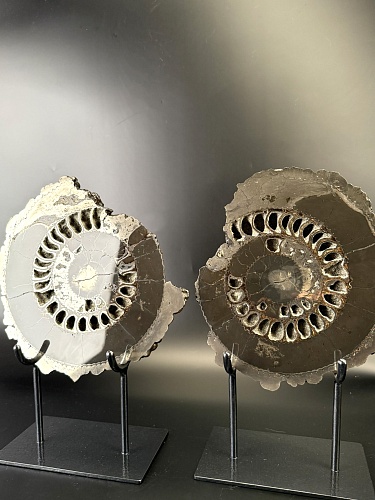 Аммонит Speetoniceras versicolor ПАРА 29х26 см 