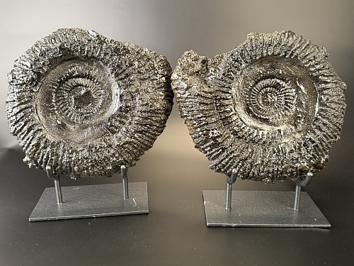 Аммонит Speetoniceras versicolor ПАРА 32х29 см 