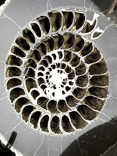 Аммонит Speetoniceras versicolor ПАРА 34 х 30 см