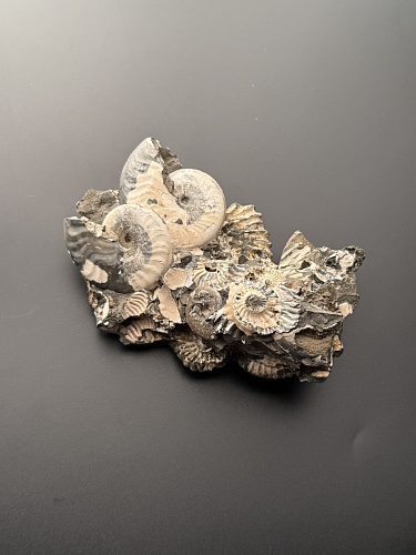 Аммонит Deshayesites volgensis 120х72 мм