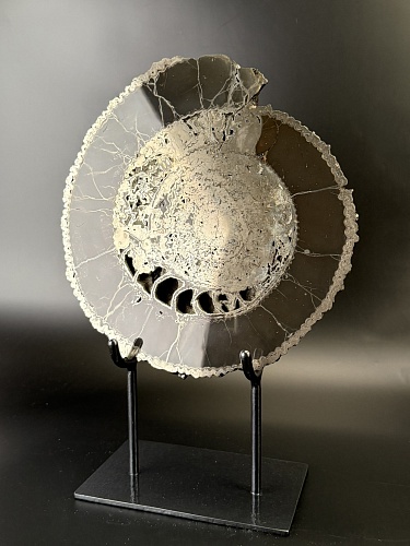 Аммонит Speetoniceras versicolor ПАРА 32х30 см