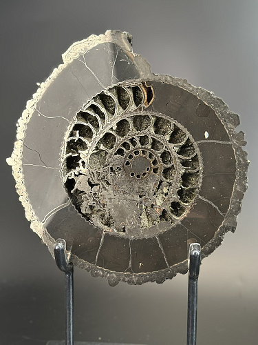 Аммонит Speetoniceras versicolor ПАРА 27х24 см 