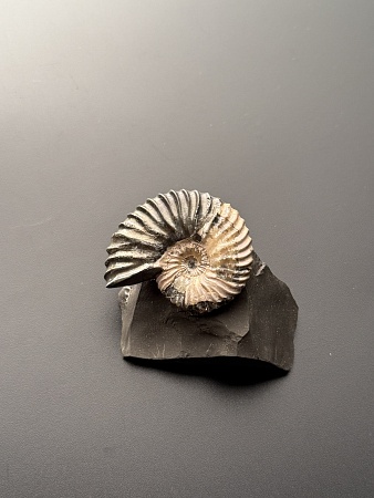 Аммонит Deshayesites volgensis 43х35 мм