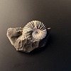 Аммонит Deshayesites volgensis 50х42 мм