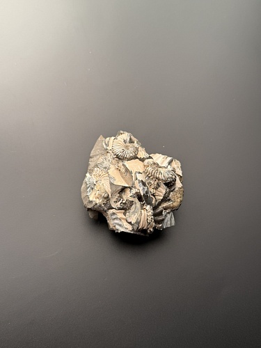 Аммонит Deshayesites volgensis 64х60 мм