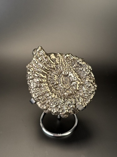 Аммонит Speetoniceras versicolor 13х10 см