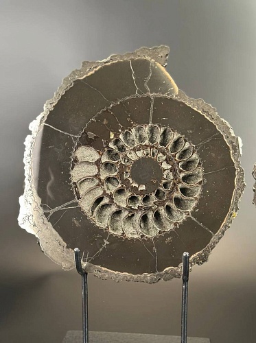 Аммонит Speetoniceras versicolor  26 х 24 см
