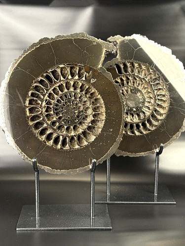 Аммонит Speetoniceras versicolor ПАРА 34 х 30 см