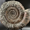 Аммонит Speetoniceras versicolor 32х30 см