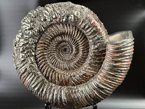 Аммонит Speetoniceras versicolor 32х30 см