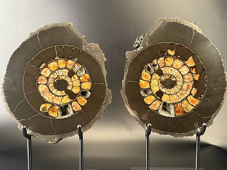 Аммонит Speetoniceras versicolor ПАРА  32х27 см