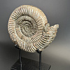 Аммонит Speetoniceras versicolor  28х25 см