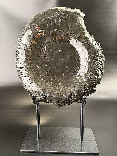 Аммонит Speetoniceras versicolor распил 30х27 см