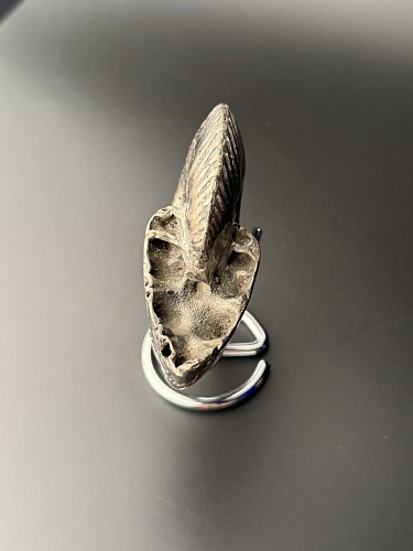 Аммонит Quenstedtoceras 98х80х34 мм